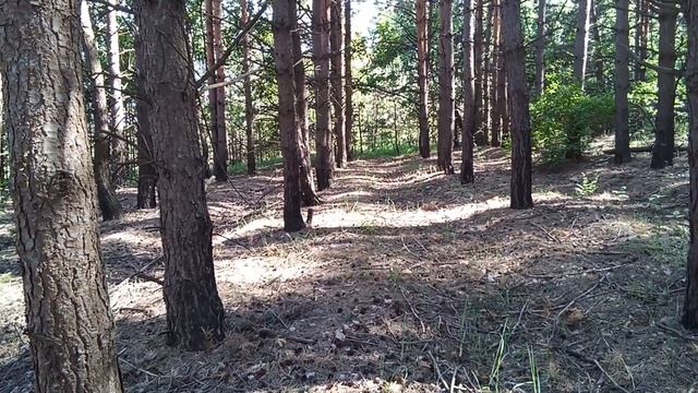 Культура кинологии.https:vk.comsha_layka