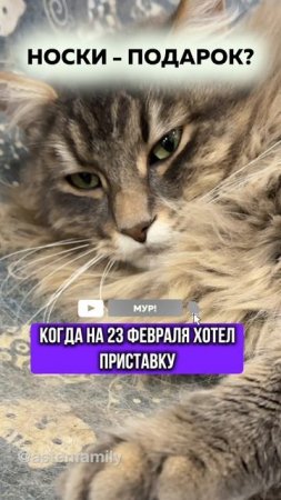 Носки подарок#astenfamily#кототерапия #кошечки#приколыкоты#котыприколы#смешные#котики