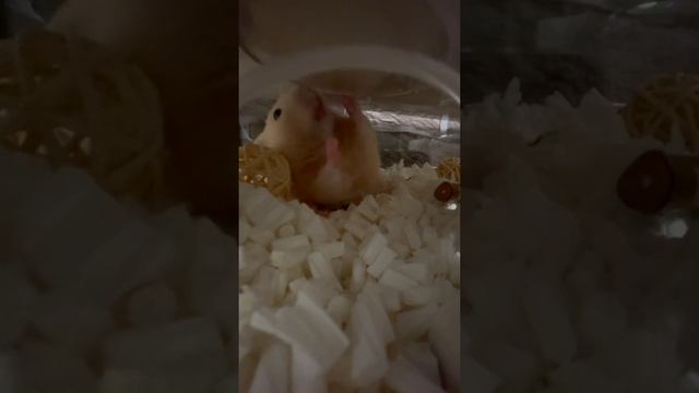 ゴールデンハムスターvlog.17【キンクマハムスター】