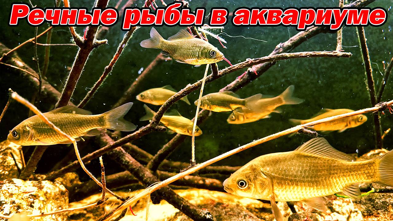 Речные рыбы в аквариуме [Караси в домашнем аквариуме] смотреть онлайн