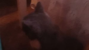 Маркиза!🐱🐱🐱🐱🐱🐱