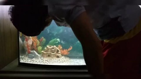 Оформление аквариума