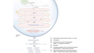 Section III - Connective Tissue
