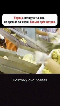 Насколько может быть вредно магазинная курица