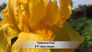 ЗАПРЕТНЫЙ ПЛОД 91 серия РУССКАЯ ОЗВУЧКА