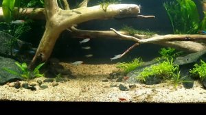 Аквариум 300л первый опыт