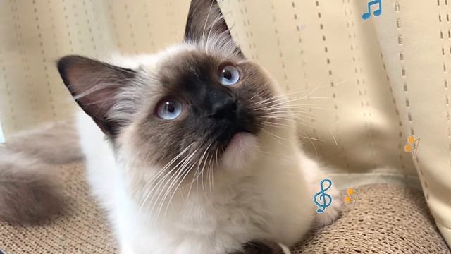 【purr and piano】猫のゴロゴロ音【作業用・就寝前・治癒力向上・自律神経を整える】