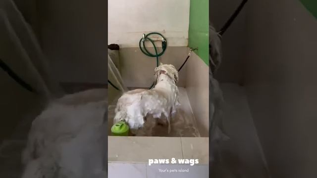 Life is better with a freshly groomed pup by your side.  Lhasa Apso Grooming