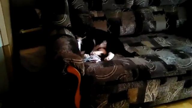 Кот. Не. Играет смотреть онлайн