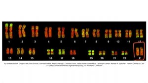 Section V - Karyograms & FISH