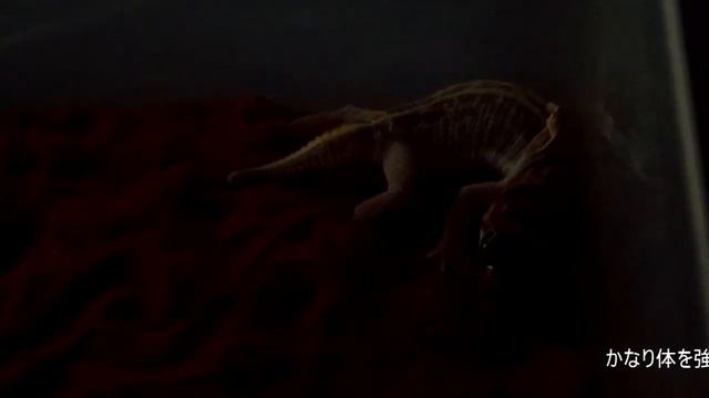 【観察】脱皮中のタマオちゃん【飼育】