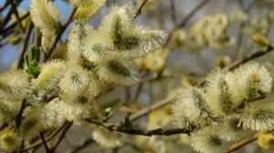 Стас Михайлов - Всё для тебя