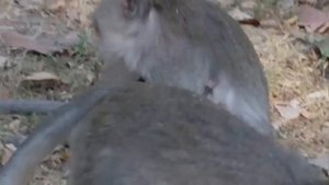 kids feeding monkeys & Monkey catching boy - monkeys meeting boy (Funny Voice over)