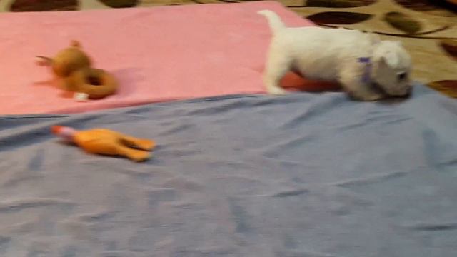 6 февраля 2017 г.