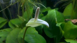 Анубиас. Цветение.