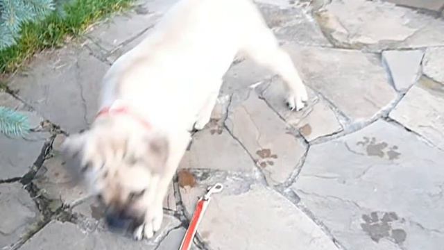 Ка де Бо.Ca de Bou kennel Ganadores de Dios