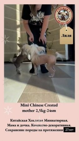 Моя❤️#chinesecrested #миникхс #hairlessdog #shortsvideo#ccd #мультик #puppy #китайскаяхохлатая #кхс