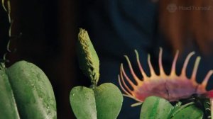 WEDNESDAY Playing Cello