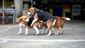 Dog Mating with little Bitch on Way l Dog Eczema Treatment l First time Mating with Little Dog