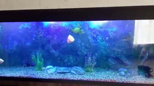 аквариум на 1200 литров смотреть онлайн