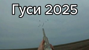 ТИЗЕР ГУСИНАЯ ОХОТА 2025 г.в.