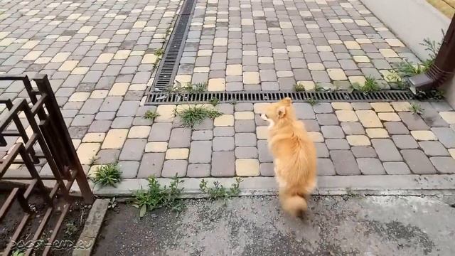 После дождичка в четверг. Гуляем с Фоксом... А лето нам пока не завезли смотреть онлайн