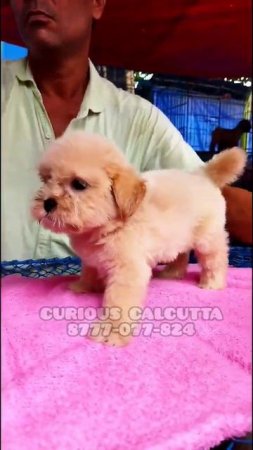 LHASA APSO |RECENT GALLIF STREET DOG PUPPY PRICE UPDATE I KOLKATA SHYAMBAZAR IVISIT 11 February 202