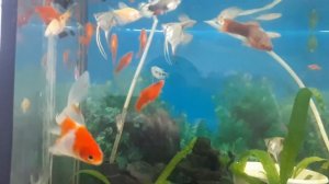 Обзор в 100 л аквариуме..