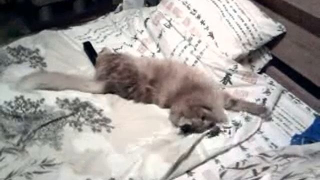 Не дай маме заправить кровать смотреть онлайн