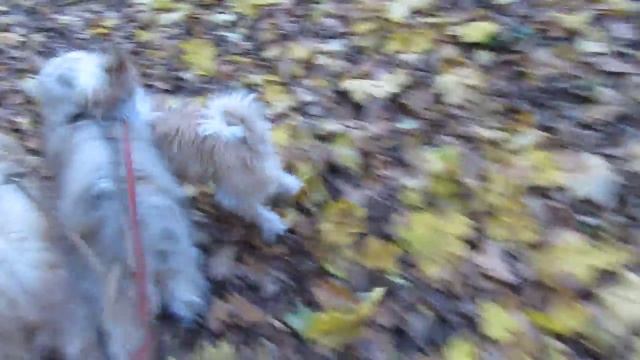 Тибетский терьеро - Осень-2011