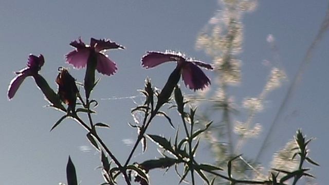 Гвоздика китайская на скале