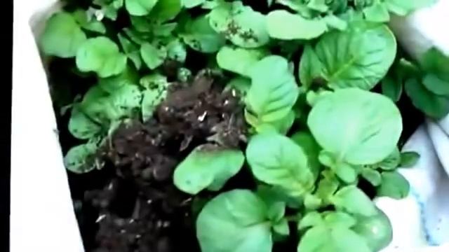 Картошка под соломой.Cажаем в мешки(часть 2)
