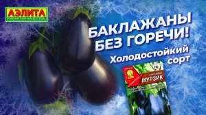 БАКЛАЖАНЫ без горечи! ХОЛОДОСТОЙКИЙ СОРТ МУРЗИК