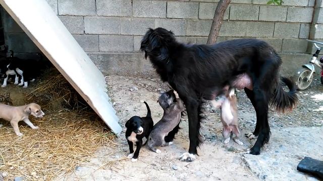 Порода тазы смотреть онлайн