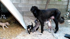 Порода тазы