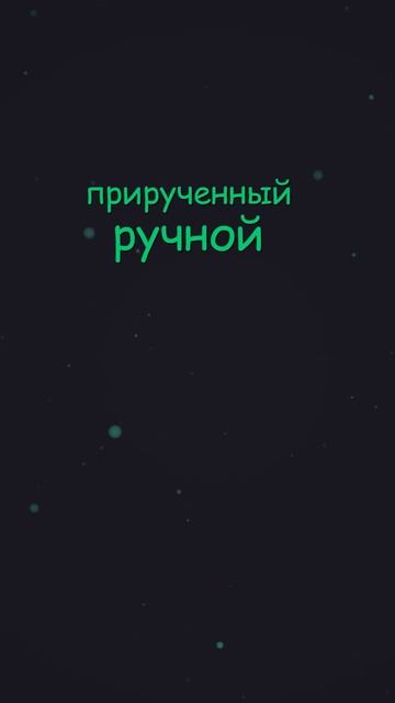 8. Английские прилагательные | Тренажер  #английский #английскийснуля #английскийязык #smartalex100