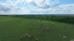 Будни Фермера / Базе отдыха на нашем Ранчо БЫТЬ / Жеребят становиться все больше и больше