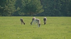 Фильм о Себежском национальном парке для ОТР