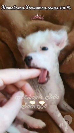 #китайскаяхохлатая #shortsvideo #chinesecrested #hairlessdog#мультик #ccd #миникхс#puppy #puppydog