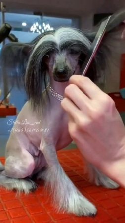 #shortsvideo #китайскаяхохлатая #миникхс #chinesecrested #мультик #hairlessdog #ccd #кхс