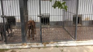 ЛИБЕРОВЕНТО ЖОИ