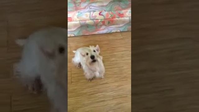Поющий скотч-терьер