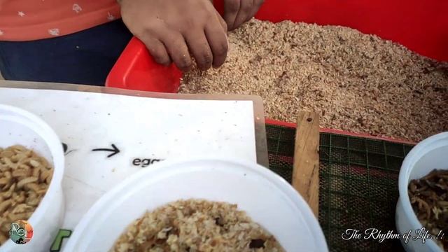 All about to know MEALWORM culture and harvesting |Types of Live fish foods | Kolathur fish Market