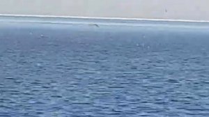 Косяк сельди на берег выскочил!!!