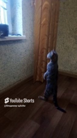 Мой кот...
