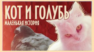 УДИВИТЕЛЬНАЯ ИСТОРИЯ : КОТ и ГОЛУБЬ
