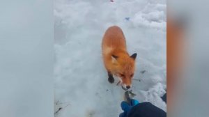Лисы бесстрашно подбегают к рыбакам и воруют рыбу на Сахалине