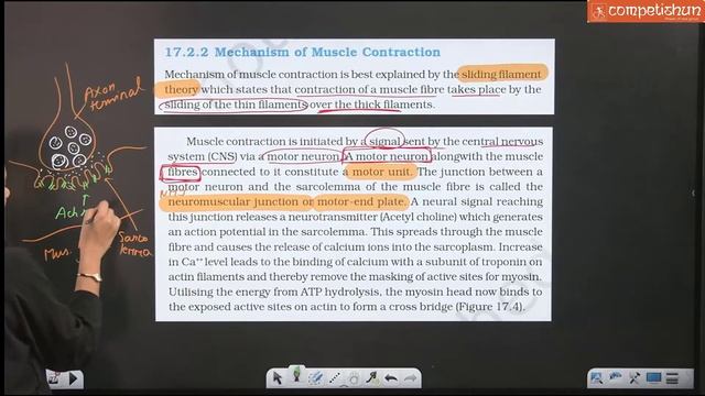 Locomotion and Movement-4 | Sliding filament theory | NCERT line by line смотреть онлайн