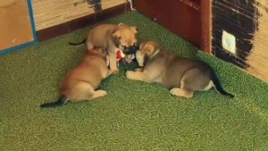 ка де бо щенки на продажу (Москва)