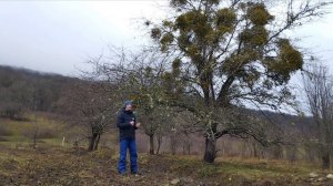 Прогулка по Дегуакской поляне